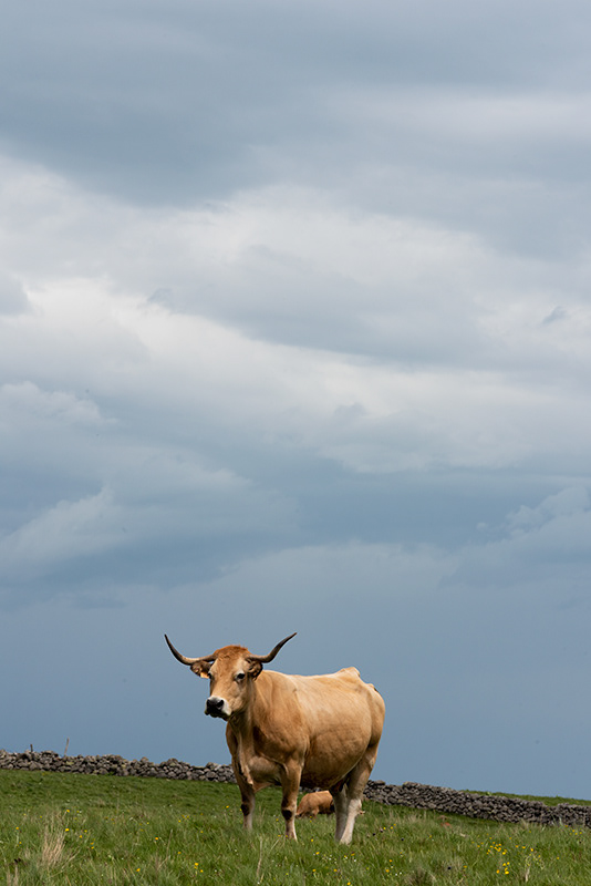 Aubrac Cow
