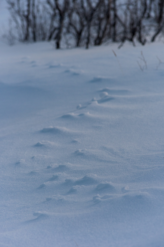 Traces