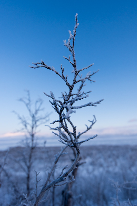 Arbres