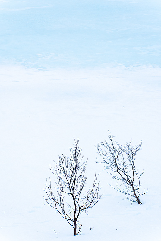 Arbres