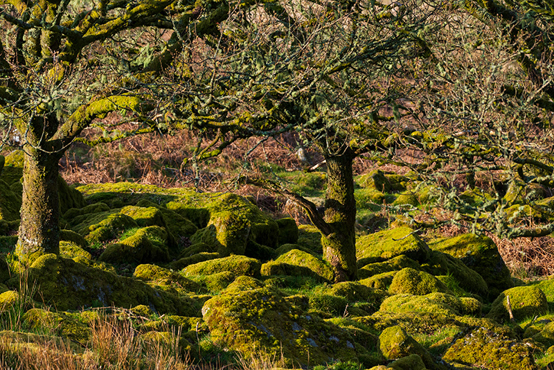 Wistmann's Wood