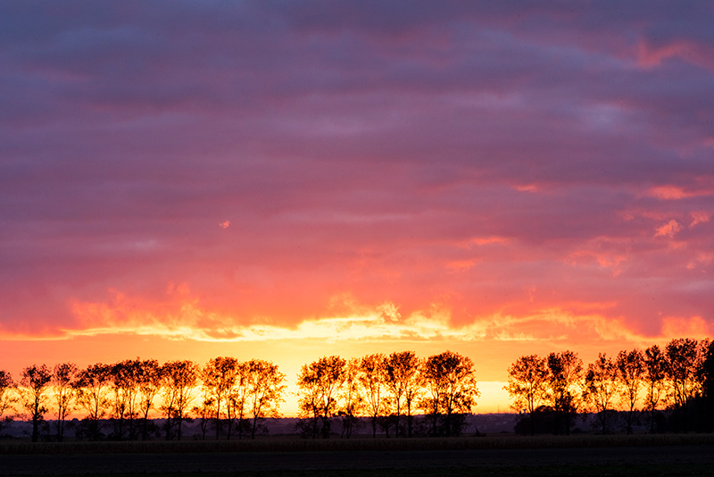 Arbres en feu