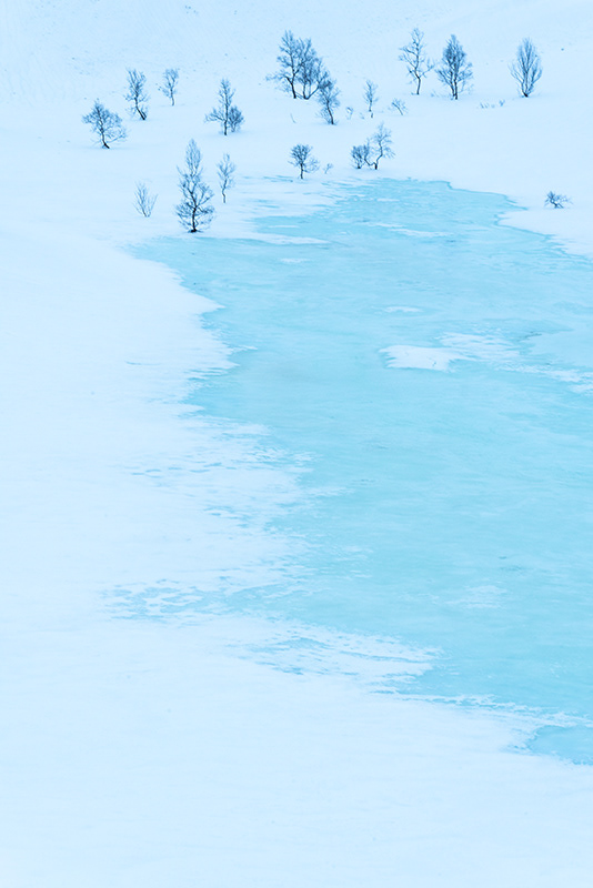 Arbres