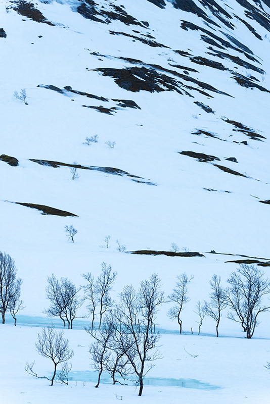 Arbres