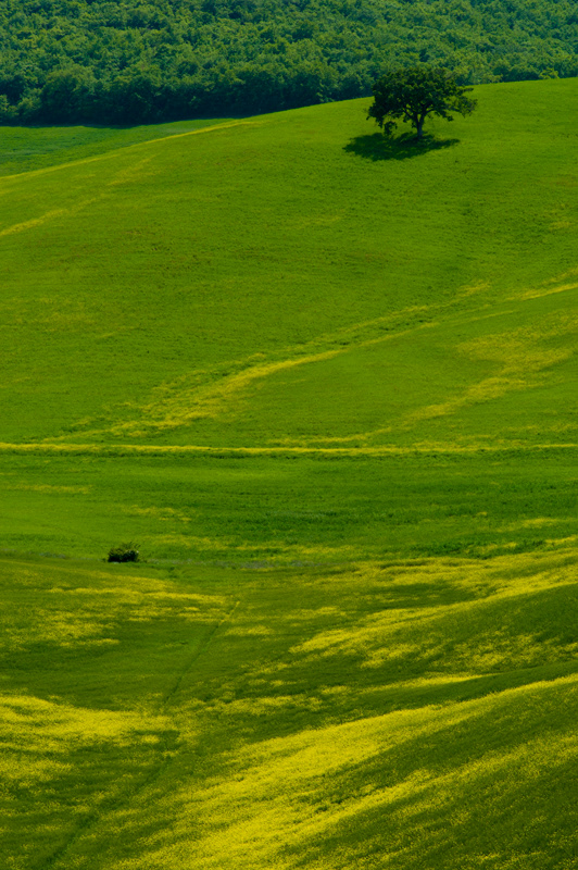 Il rigo #6