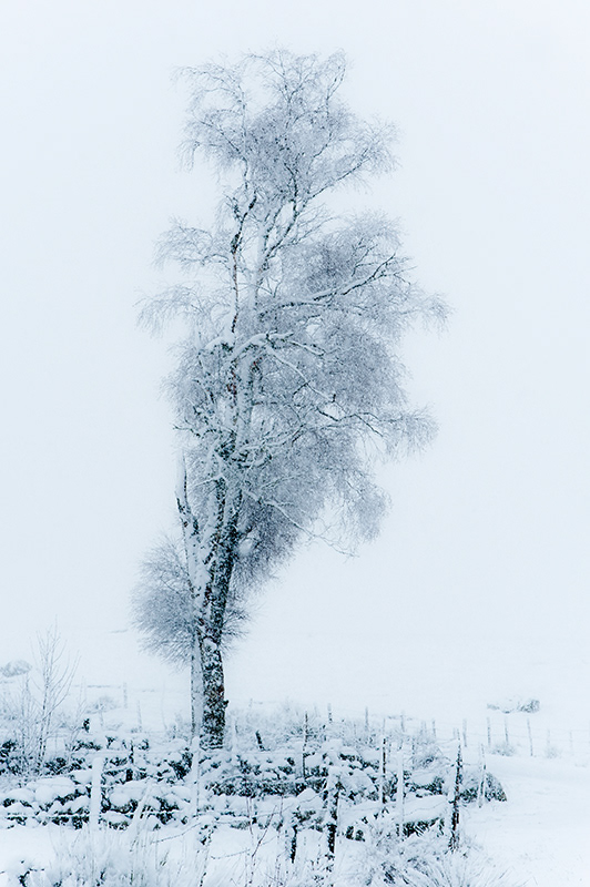Arbre sous la neige