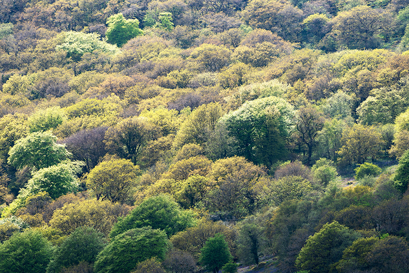 Dartmoor