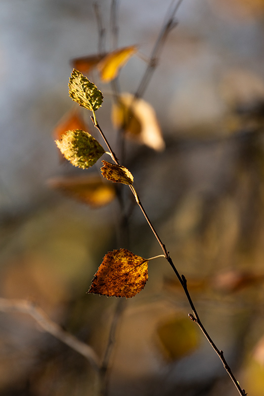 Automne