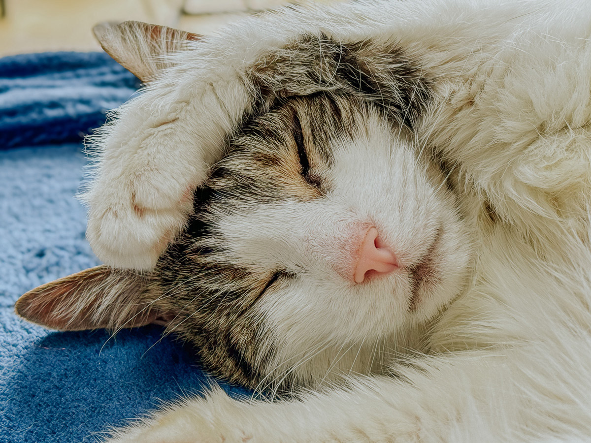 Older cat sleeping on a sofa during a cat sit in Steyning