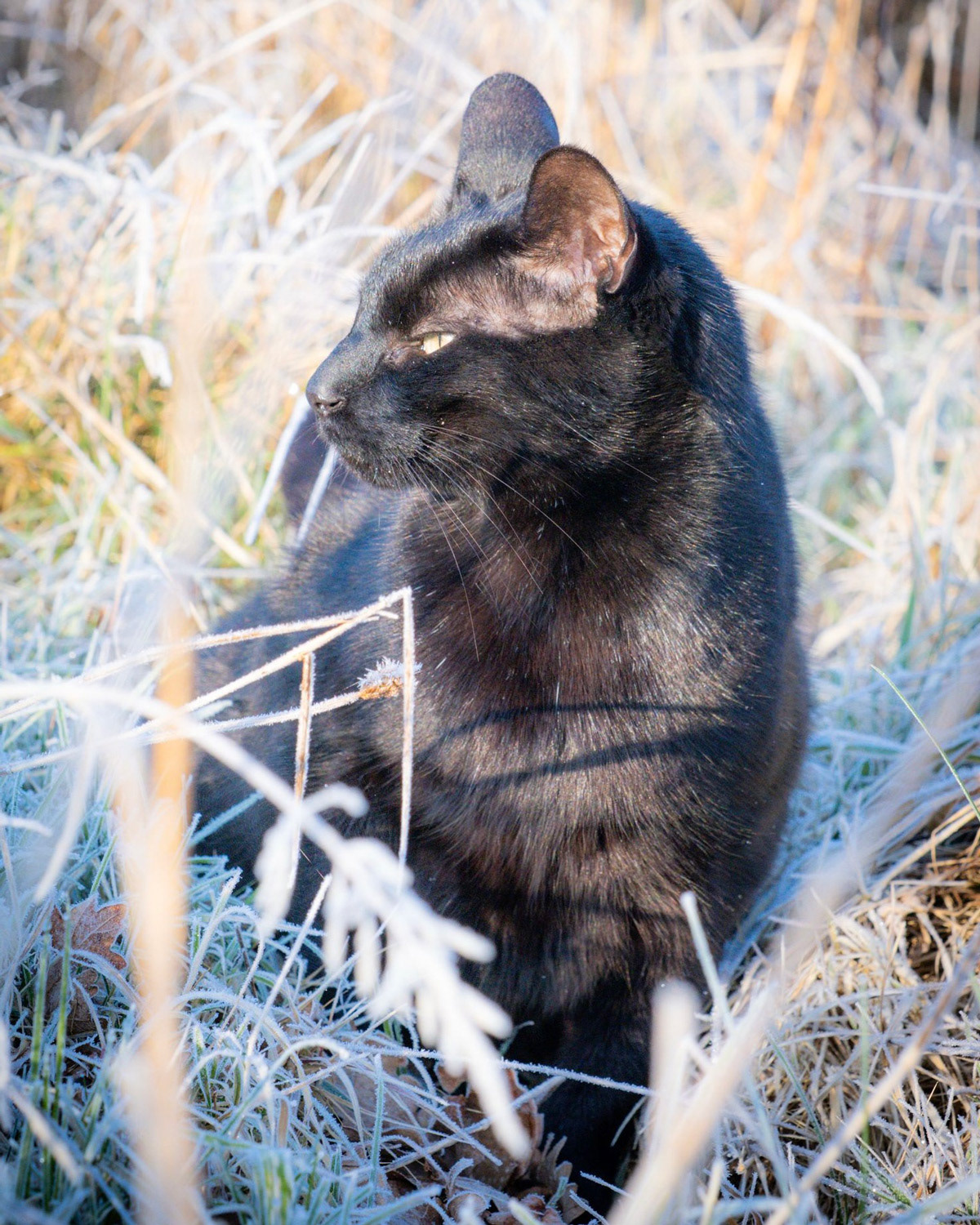 Burmese cat sitting in the frosty grass in a garden near Arundel