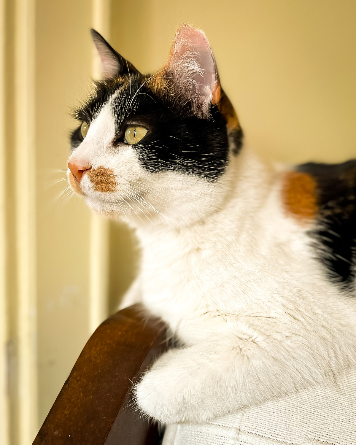 Cat sitting on armchair watching the birds