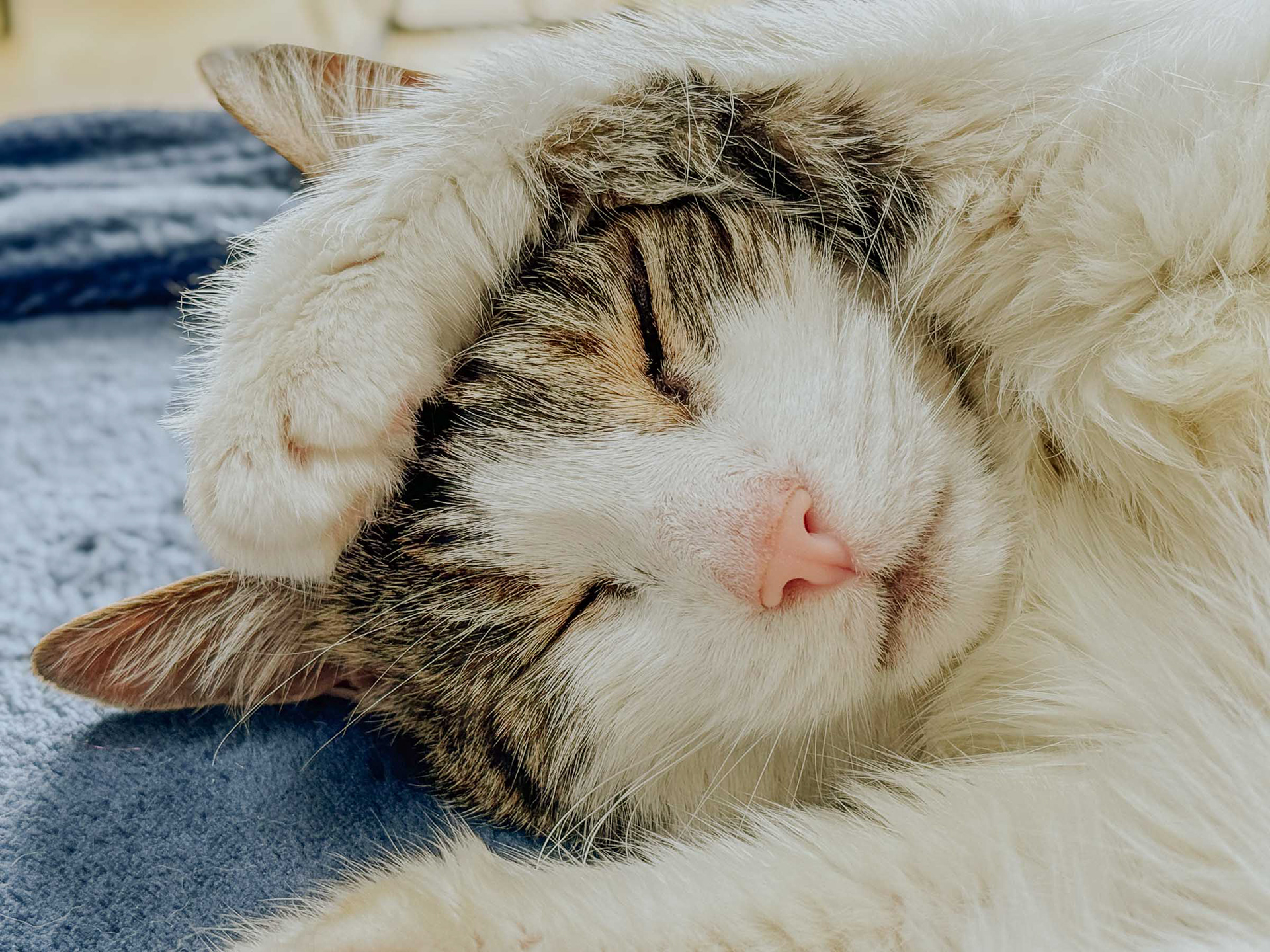 Nala, Steyning