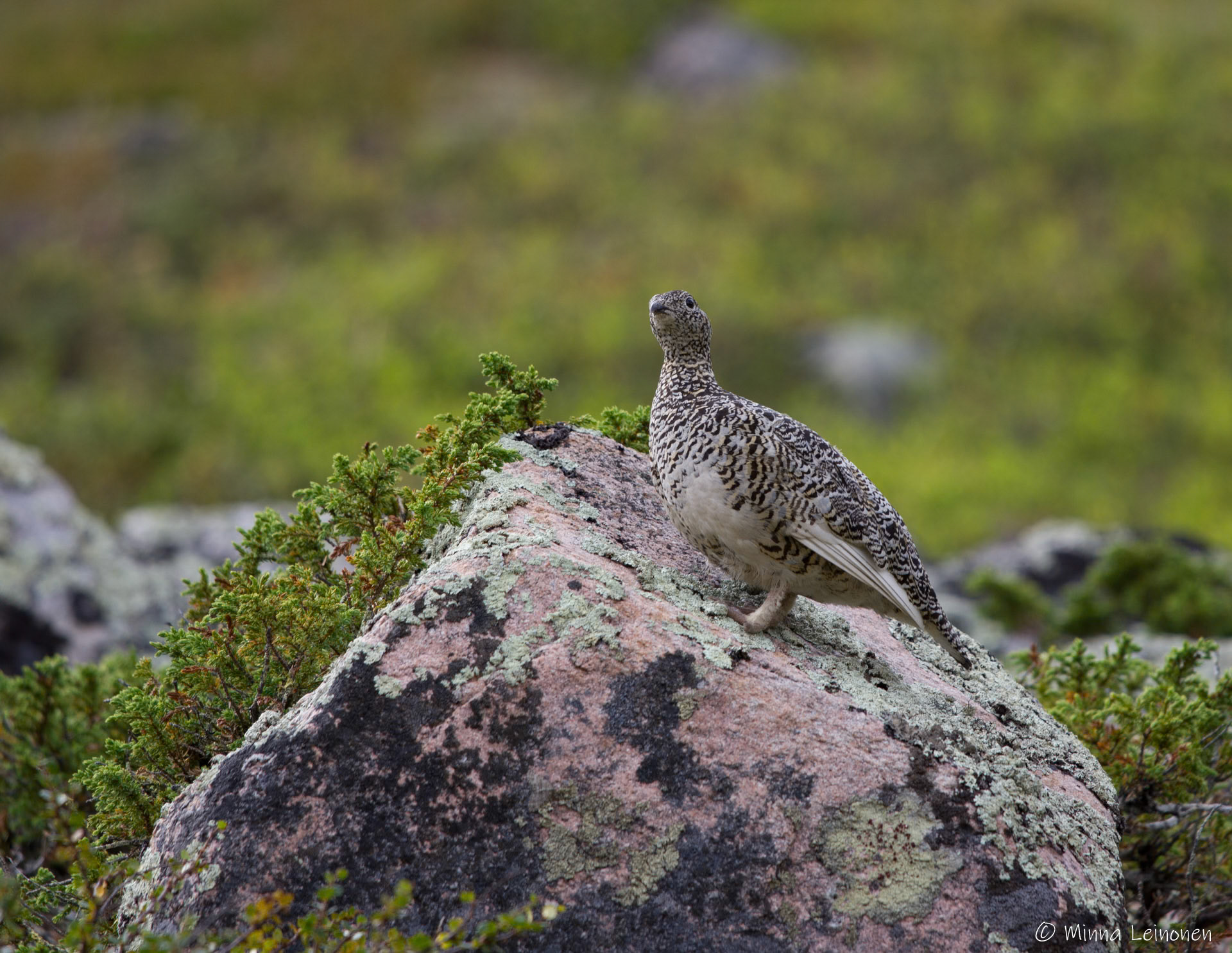 Kiiruna, Pallastunturi