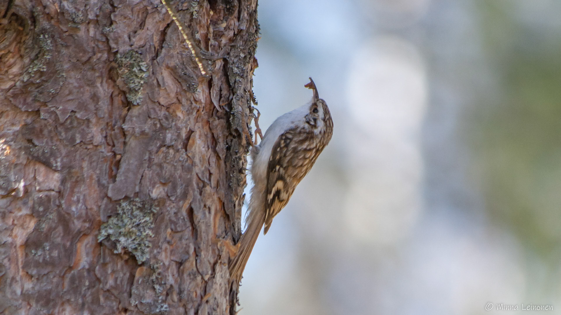 Puukiipijä, Vehniä
