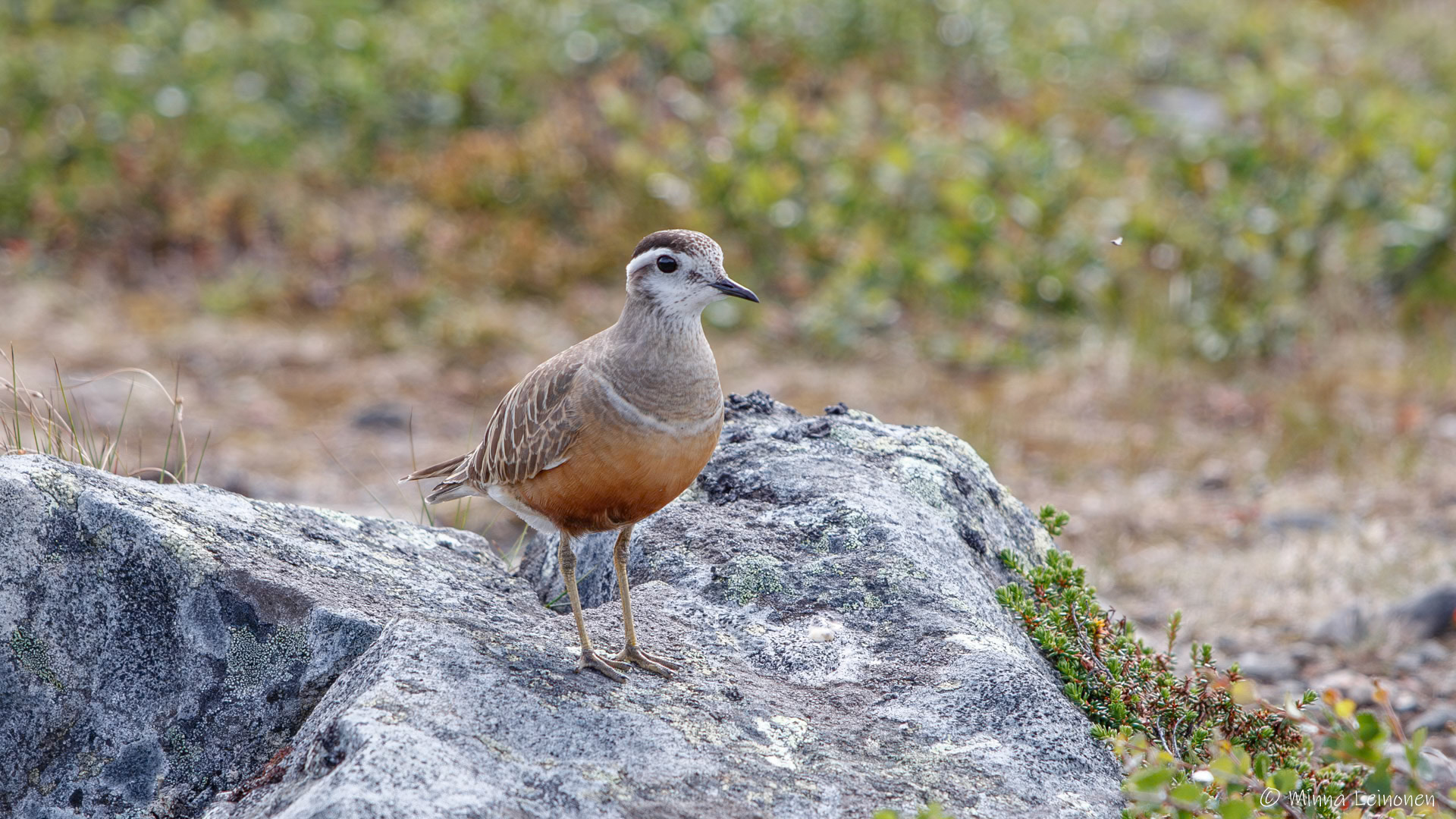 Pallastunturi, Palkaskero
