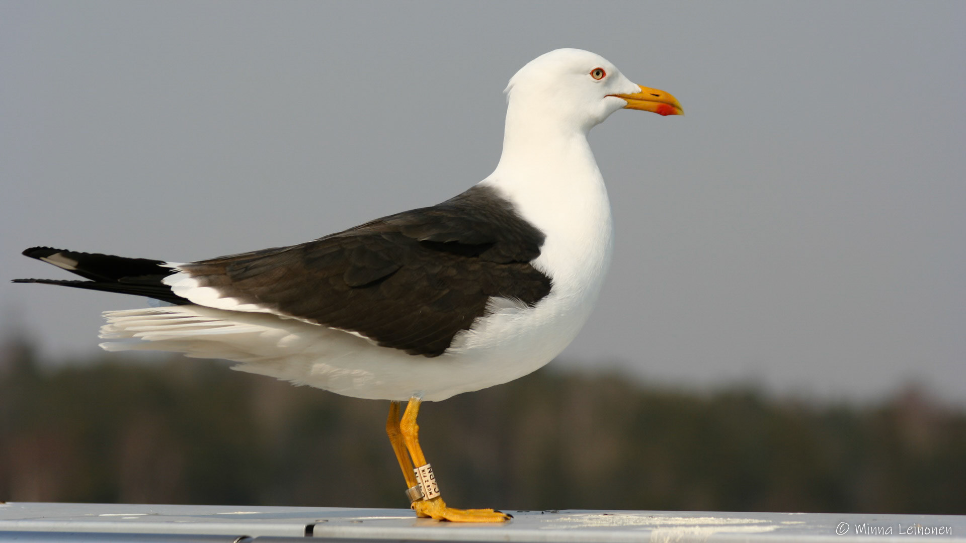Selkälokki - Helsinki