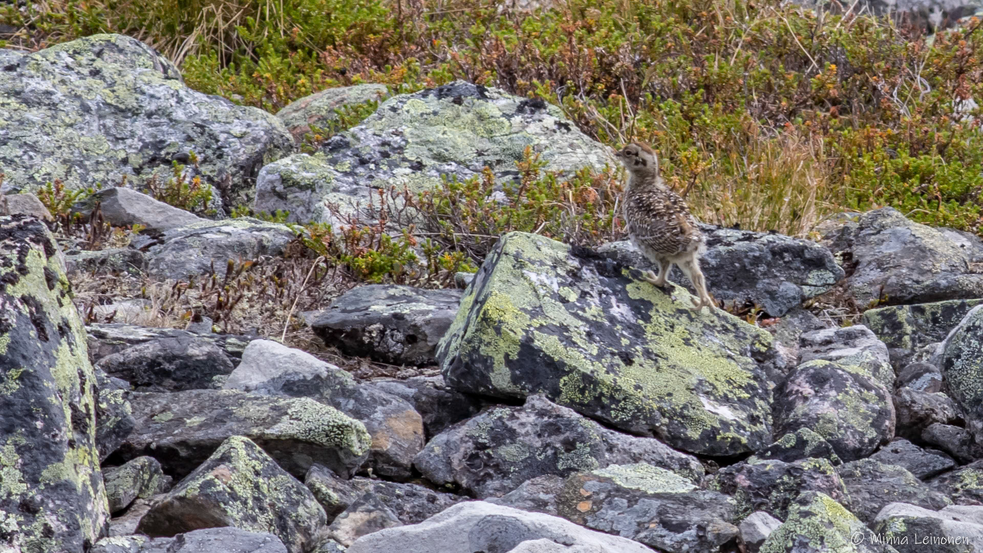 Kiiruna, Pallastunturi