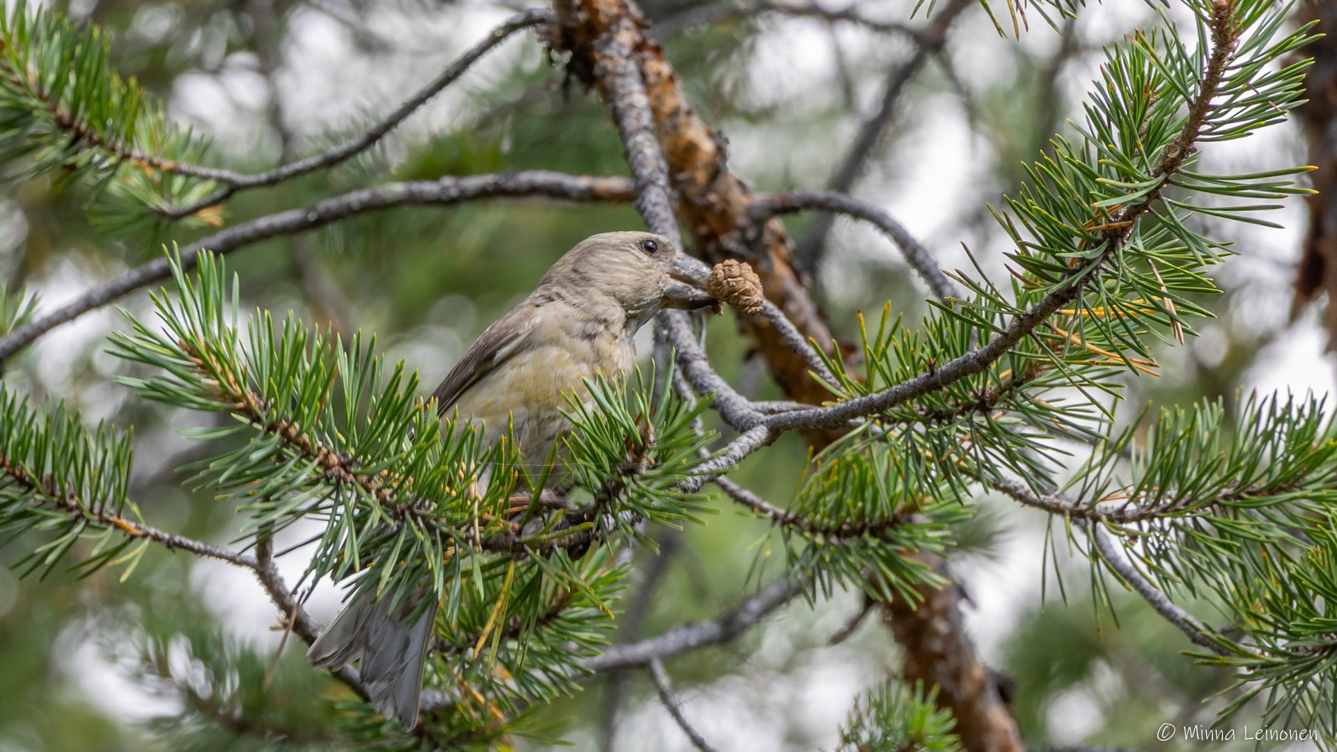 Pikkukäpylintu, Särkitunturi