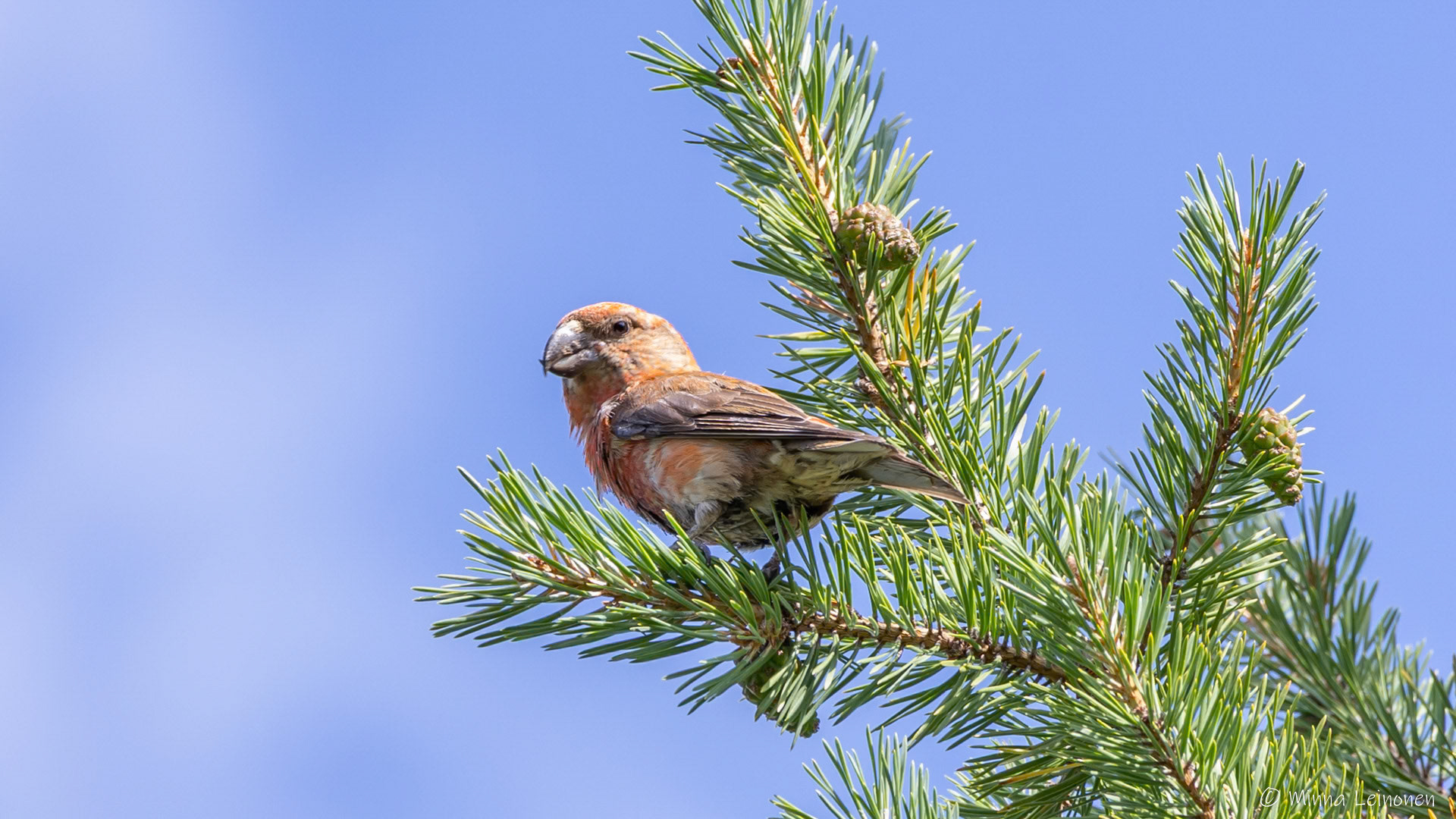 Pikkukäpylintu, Särkitunturi