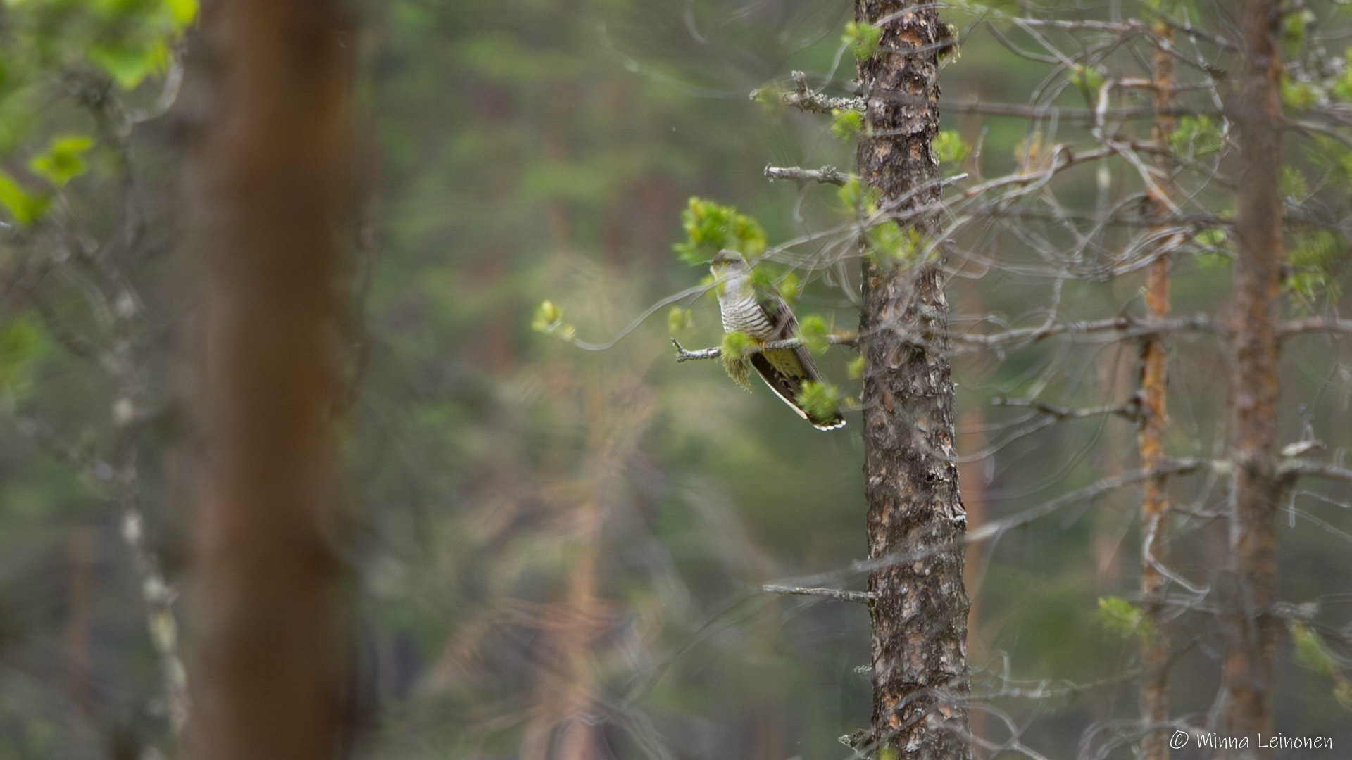 Käki - Reisjärvi