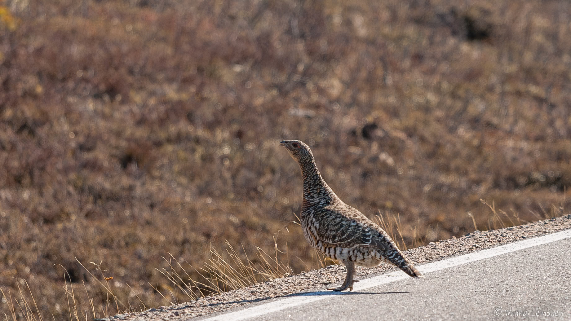 Metso, Kilpisjärvi