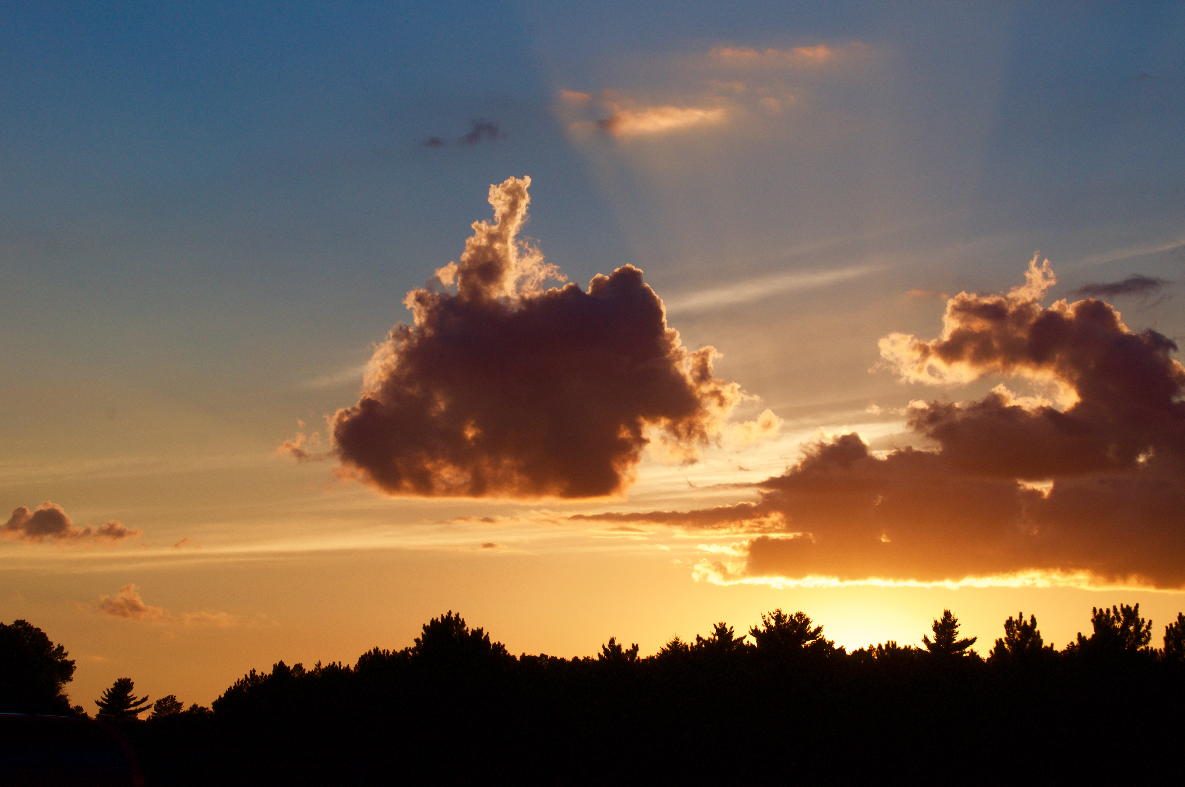 Golden Glow of Evening Glory