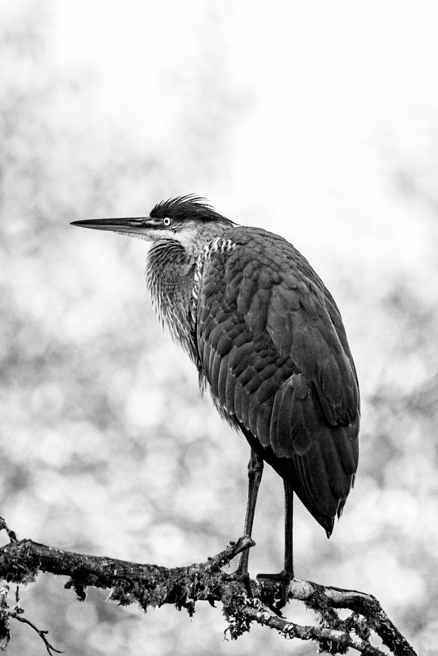 Heron