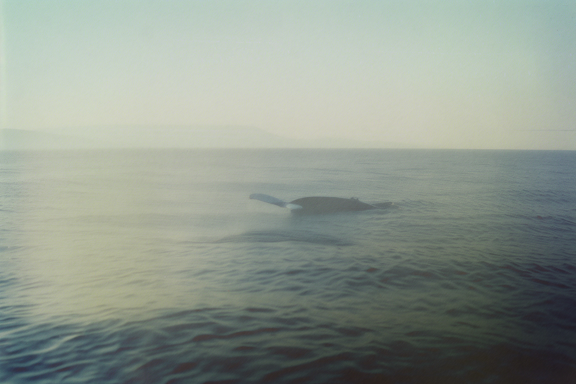 third Saturday in February / 2024: February 17,: World Whale Day of Maui (since 1980)