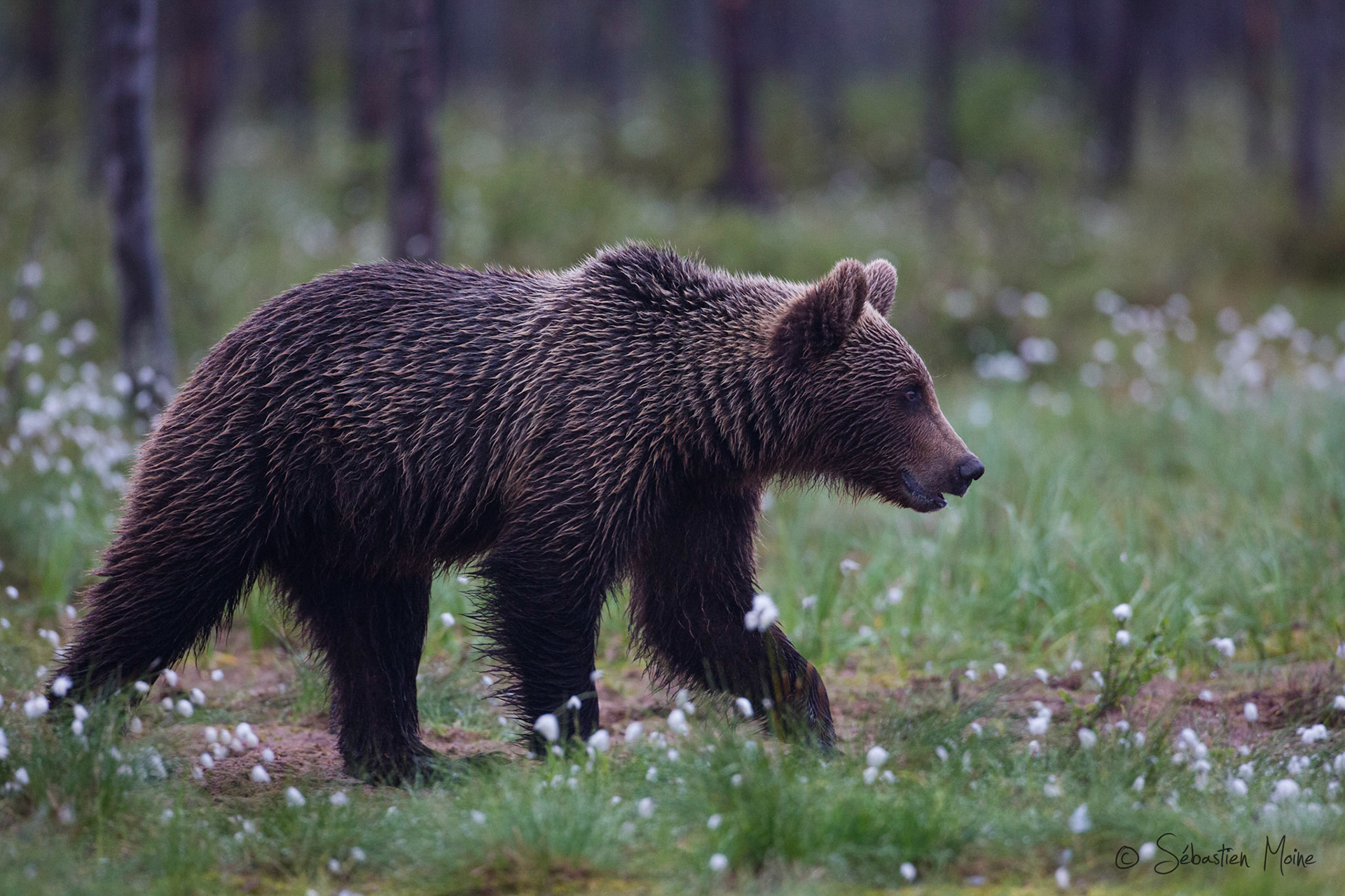 Wild Brown Bear