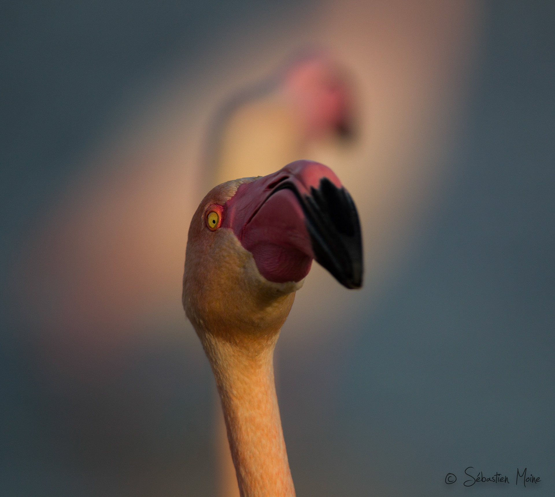 Parc du pont de Gau,Saintes Maries de la Mer