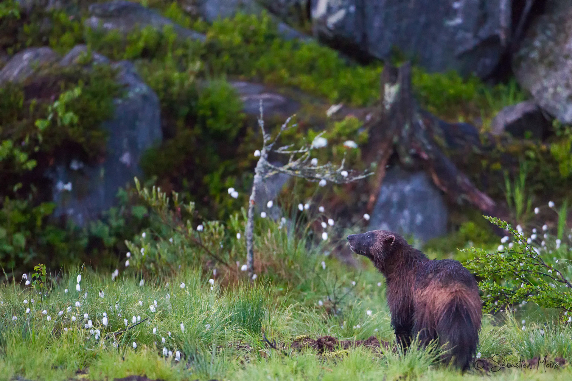 Wild Brown Bear