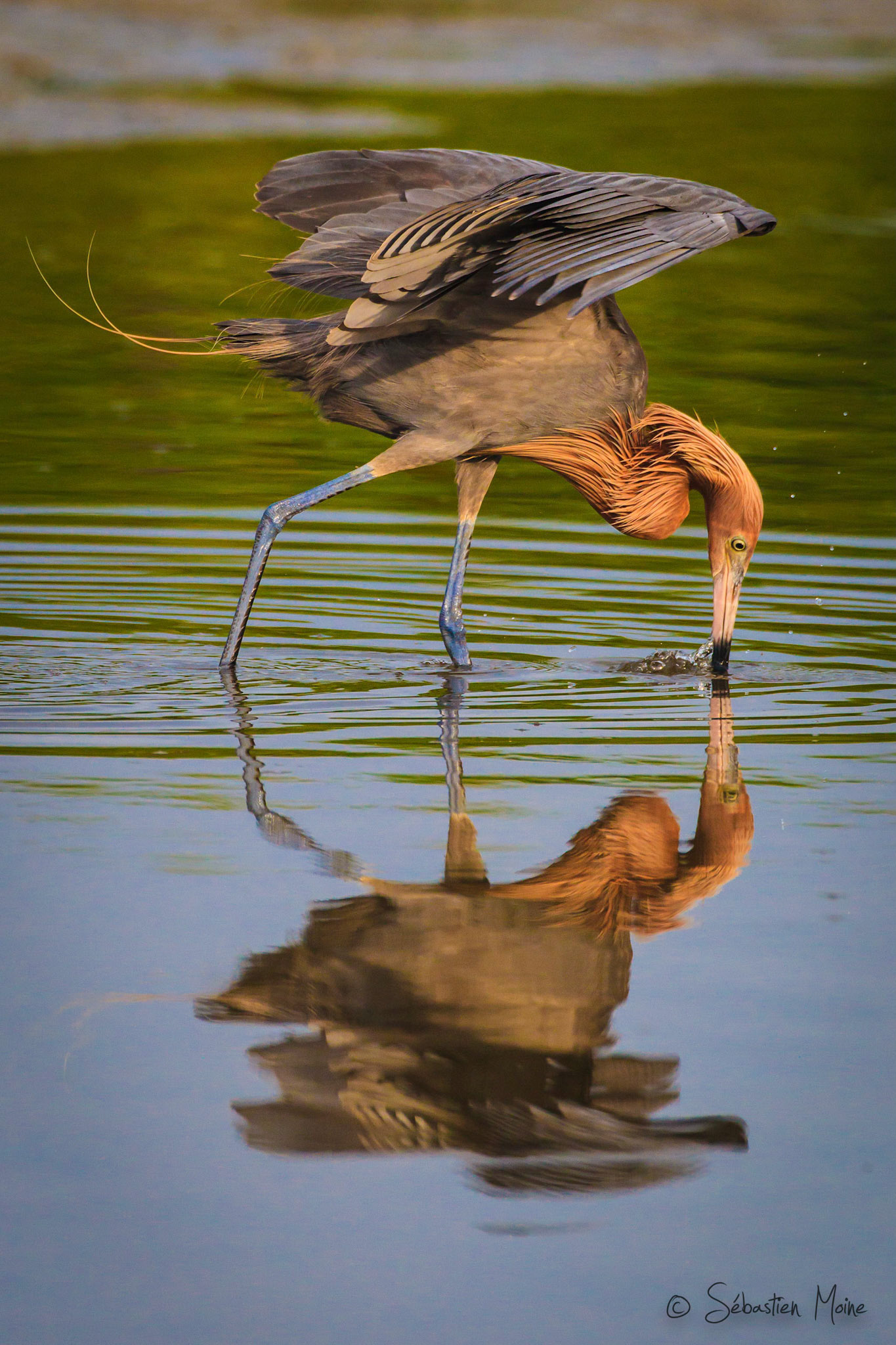 Florida
