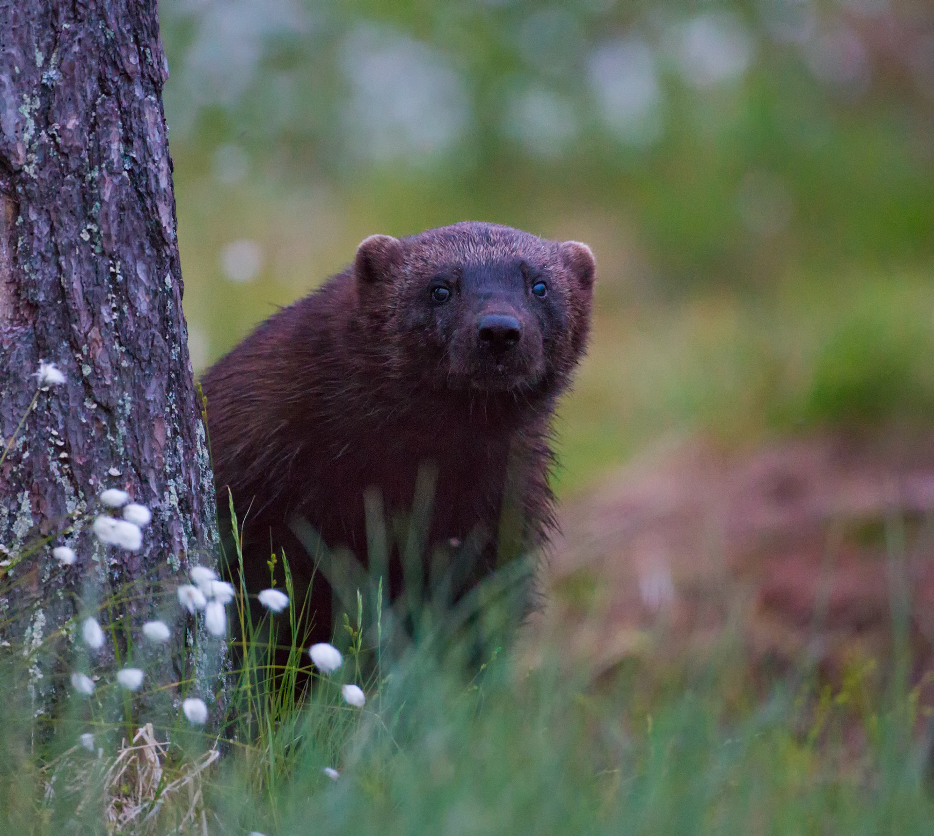 Wild Brown Bear