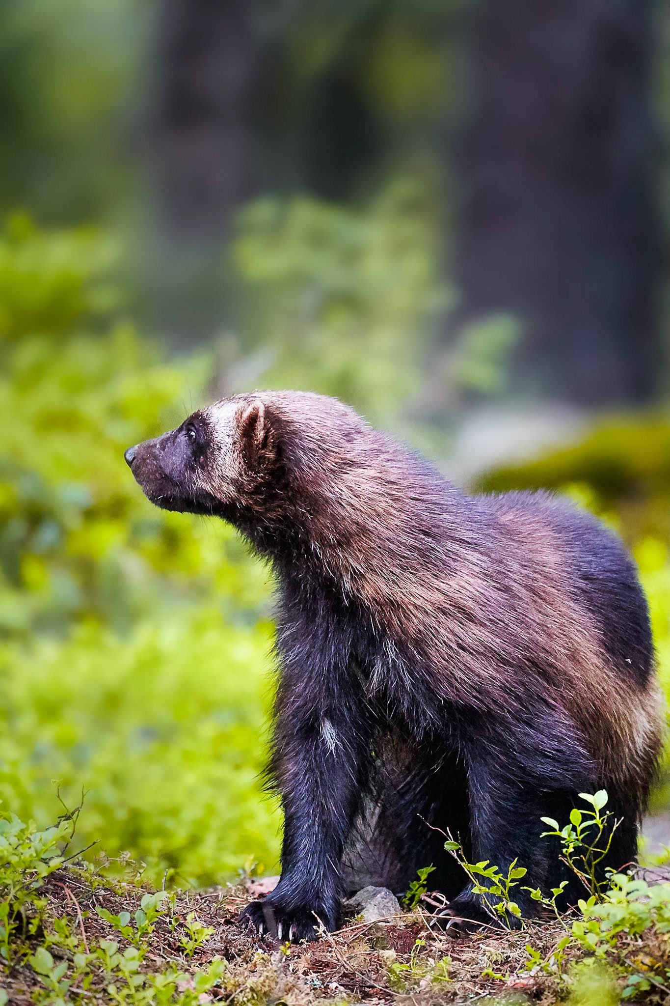 Wild Brown Bear