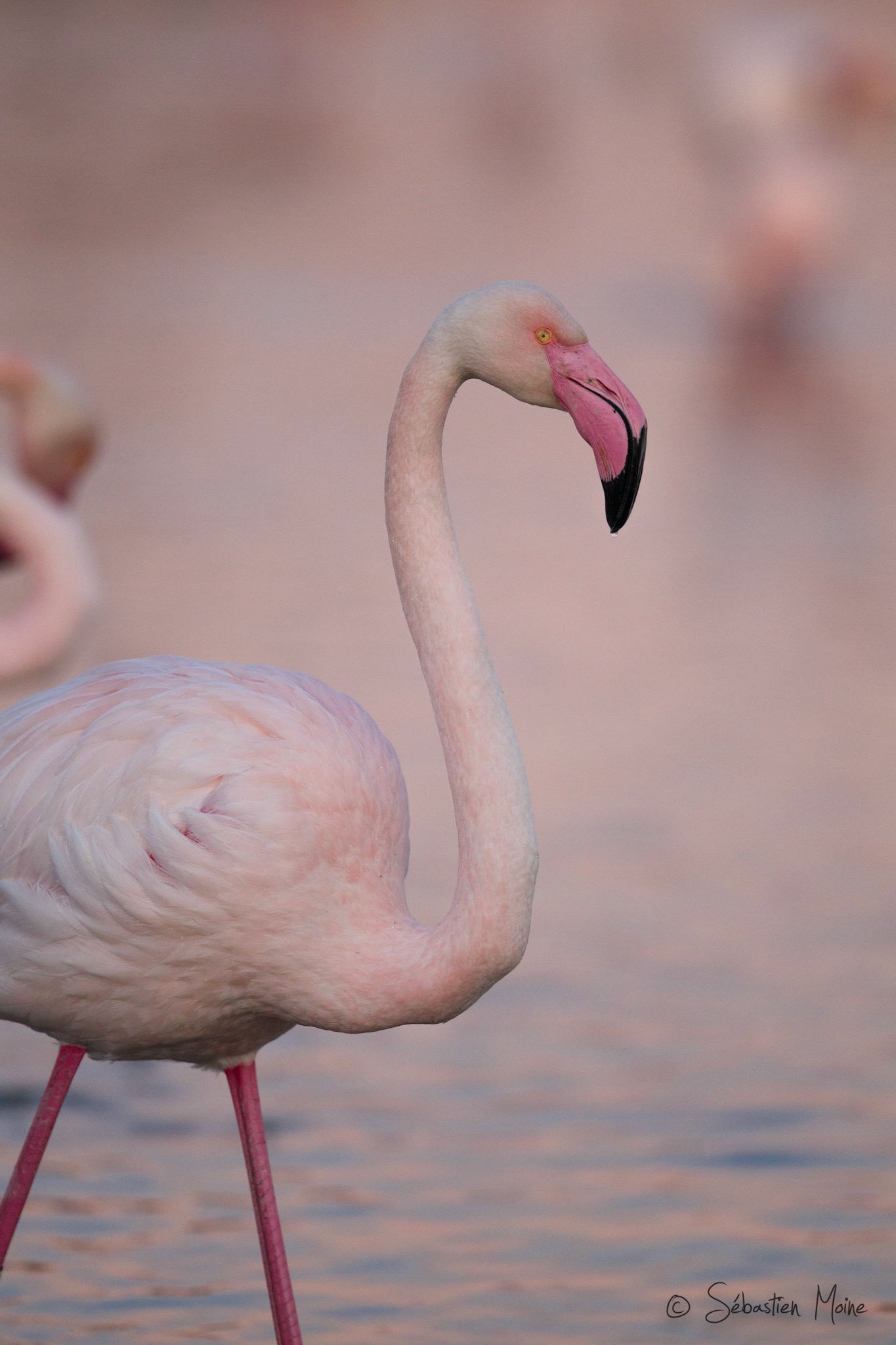 Parc du pont de Gau,Saintes Maries de la Mer