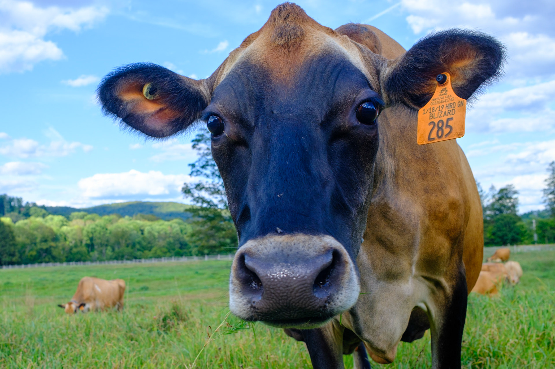 Billings Farm, Woodstock VT