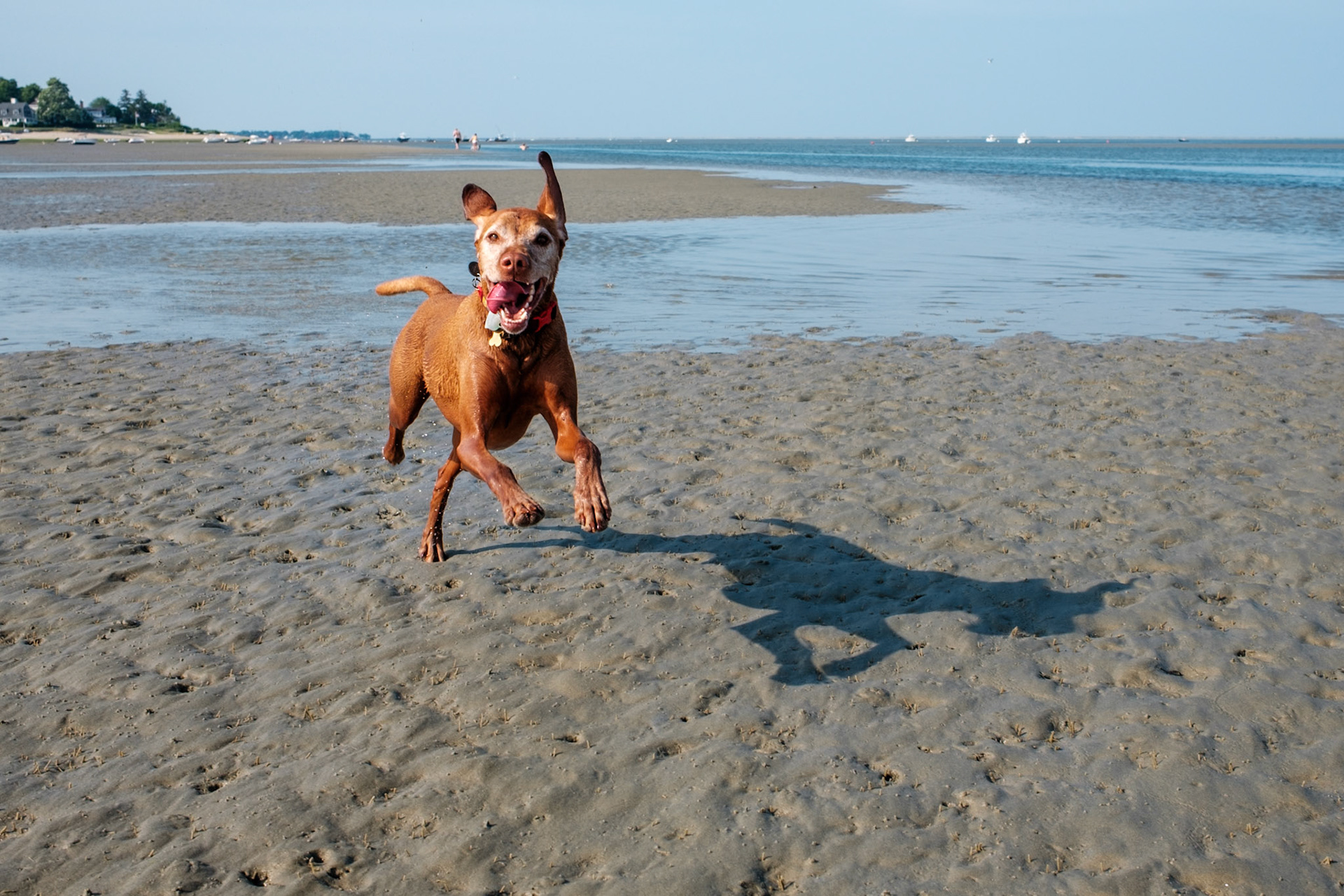 Bodi on Captain’s Flats