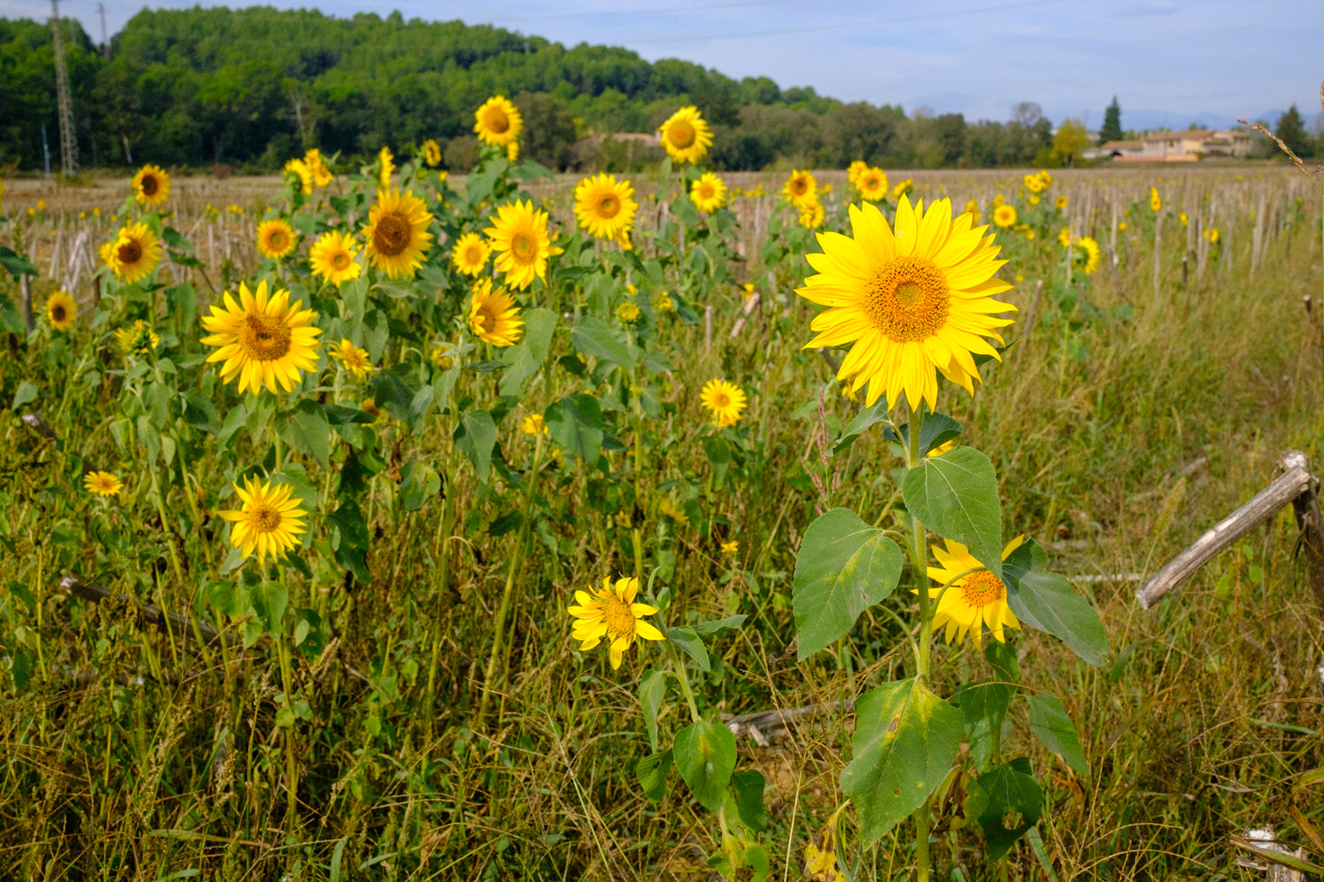 En Route to Lake Banyoles