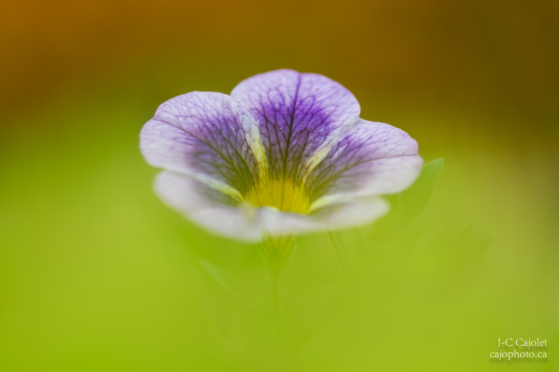 Sortie de nulle part / Out of nowhere