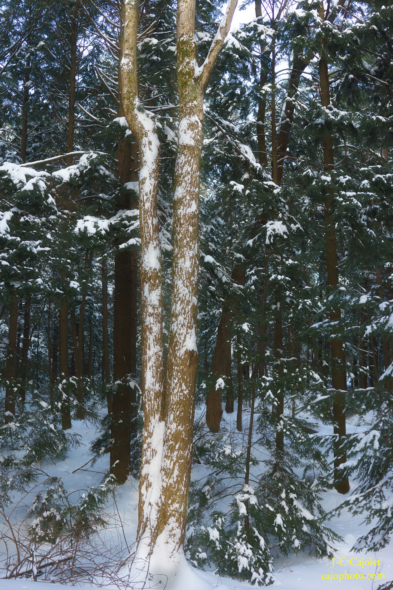 L'immigrant / The immigrant