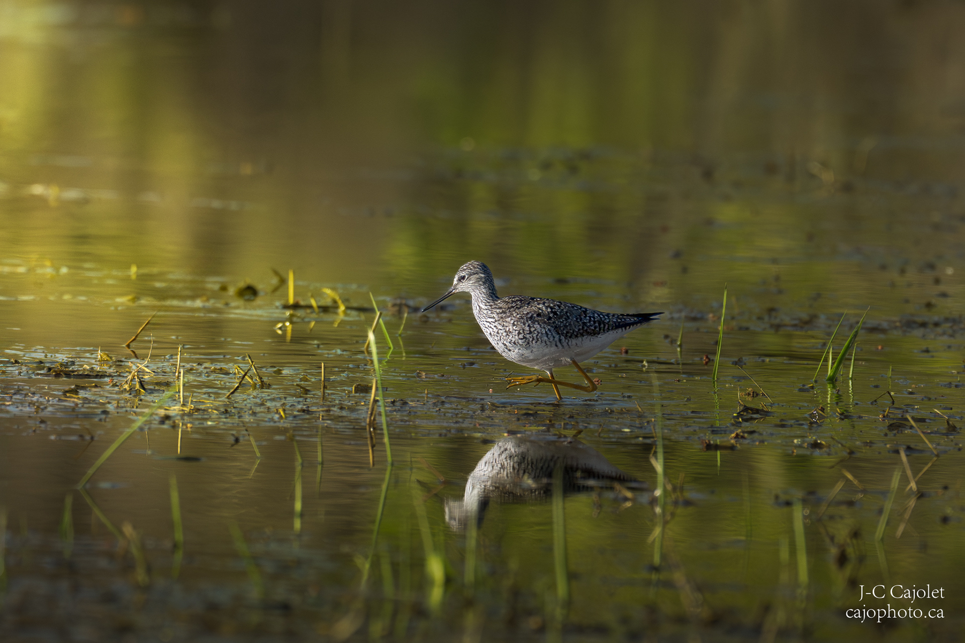 Lentement mais surement / Slowly but surely