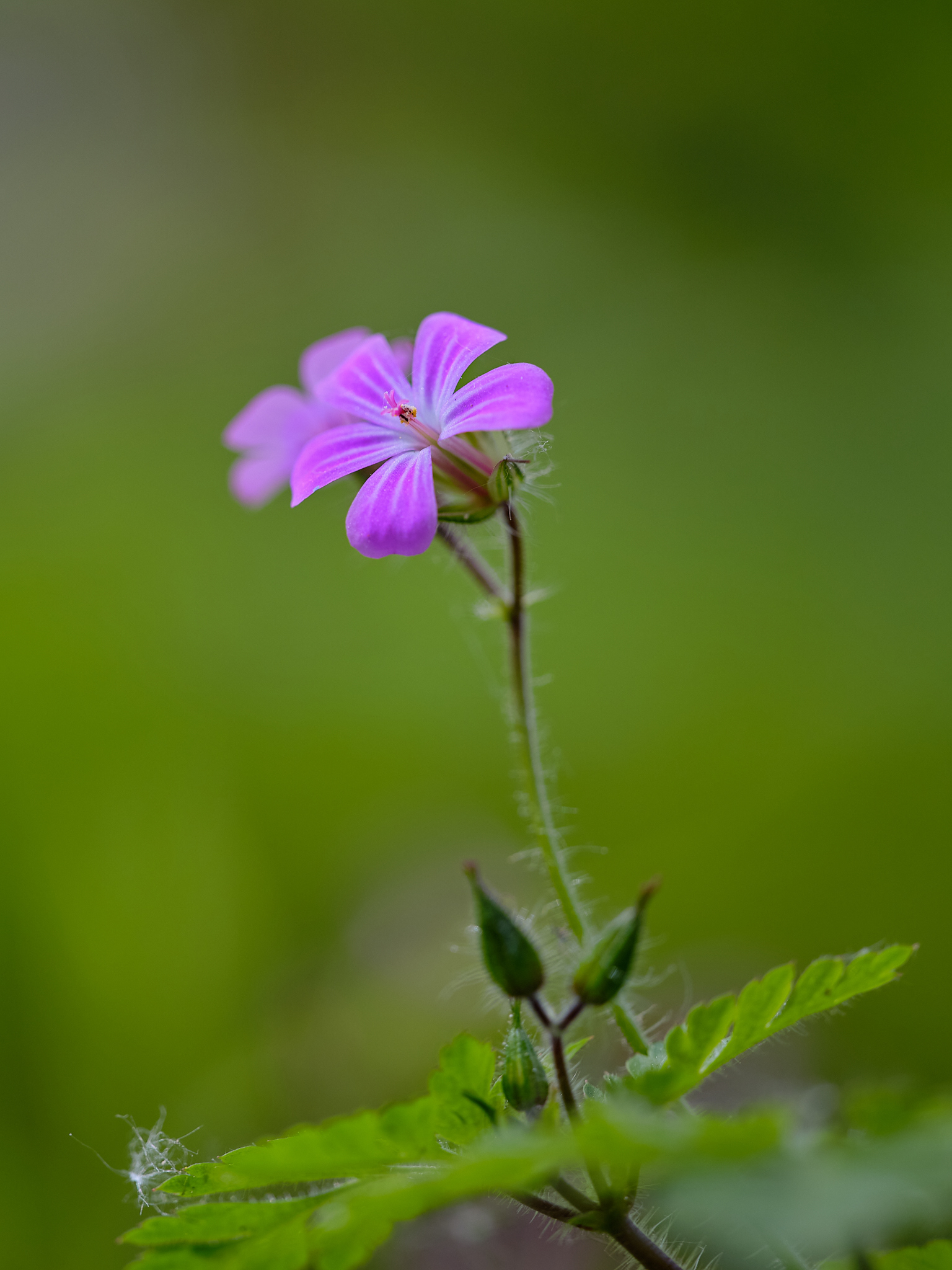 Délicatesse / Delicacy