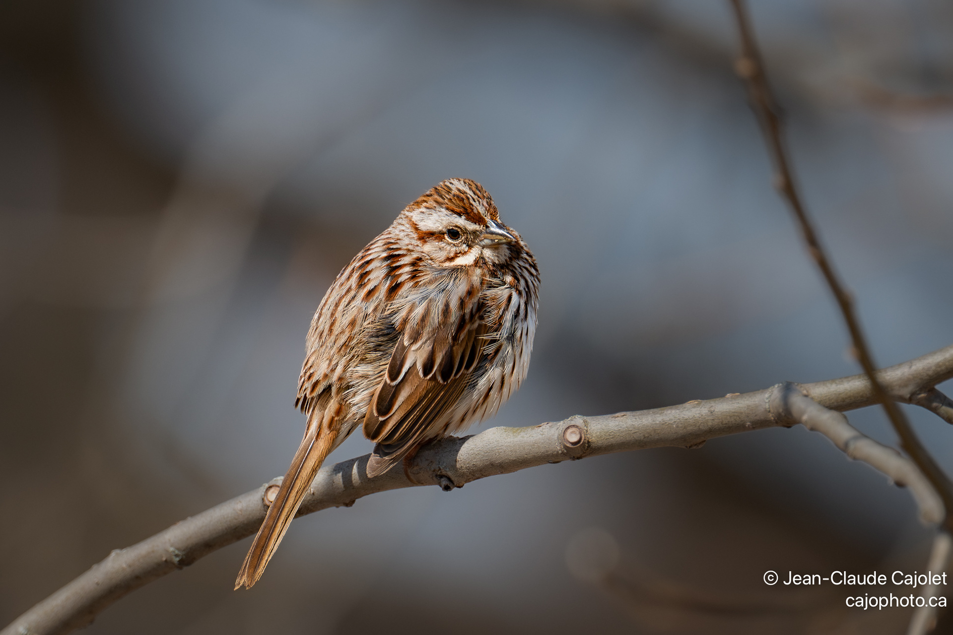 Emmitouflé / Swaddled