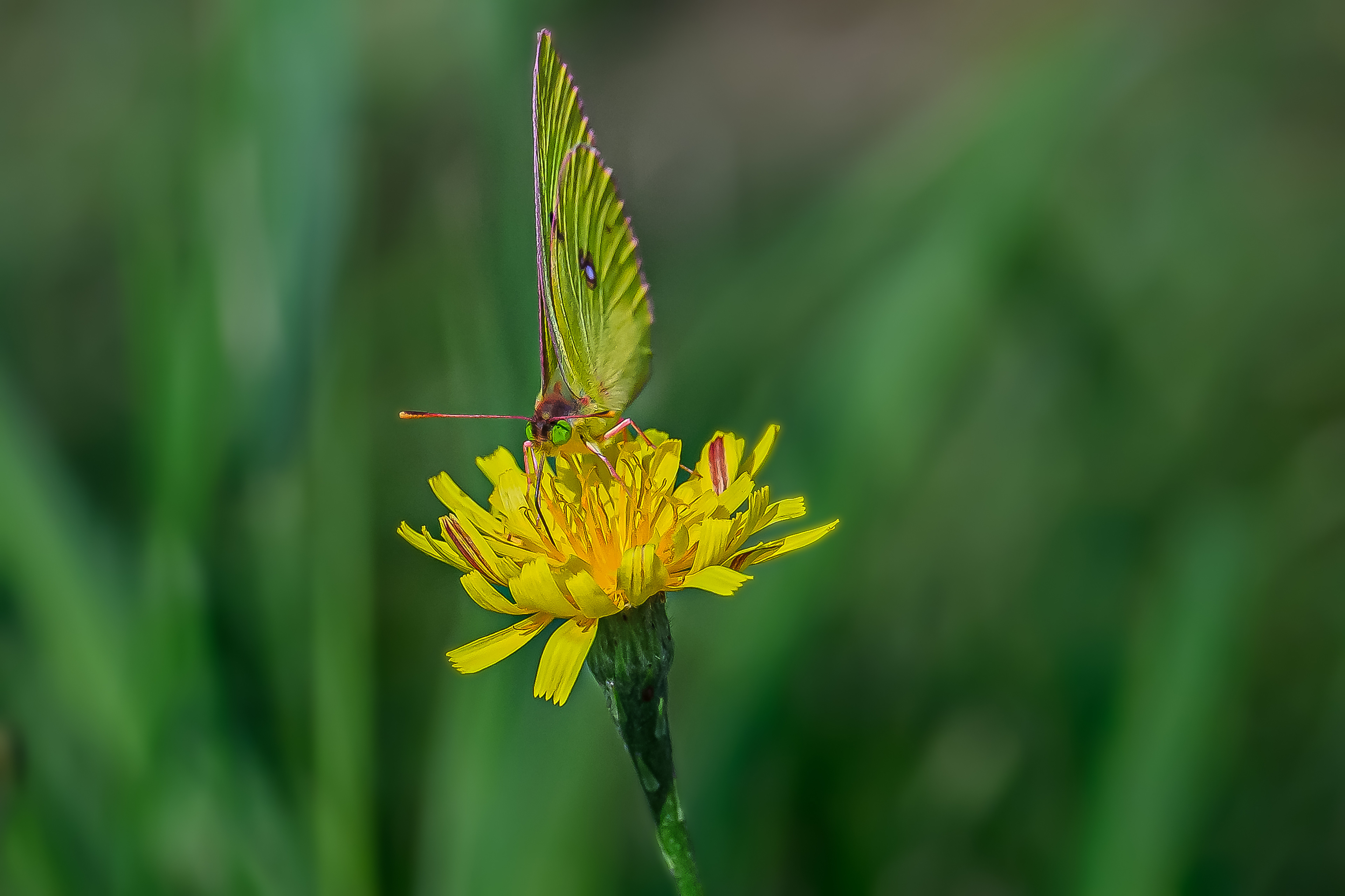Yeux verts / Green eyes
