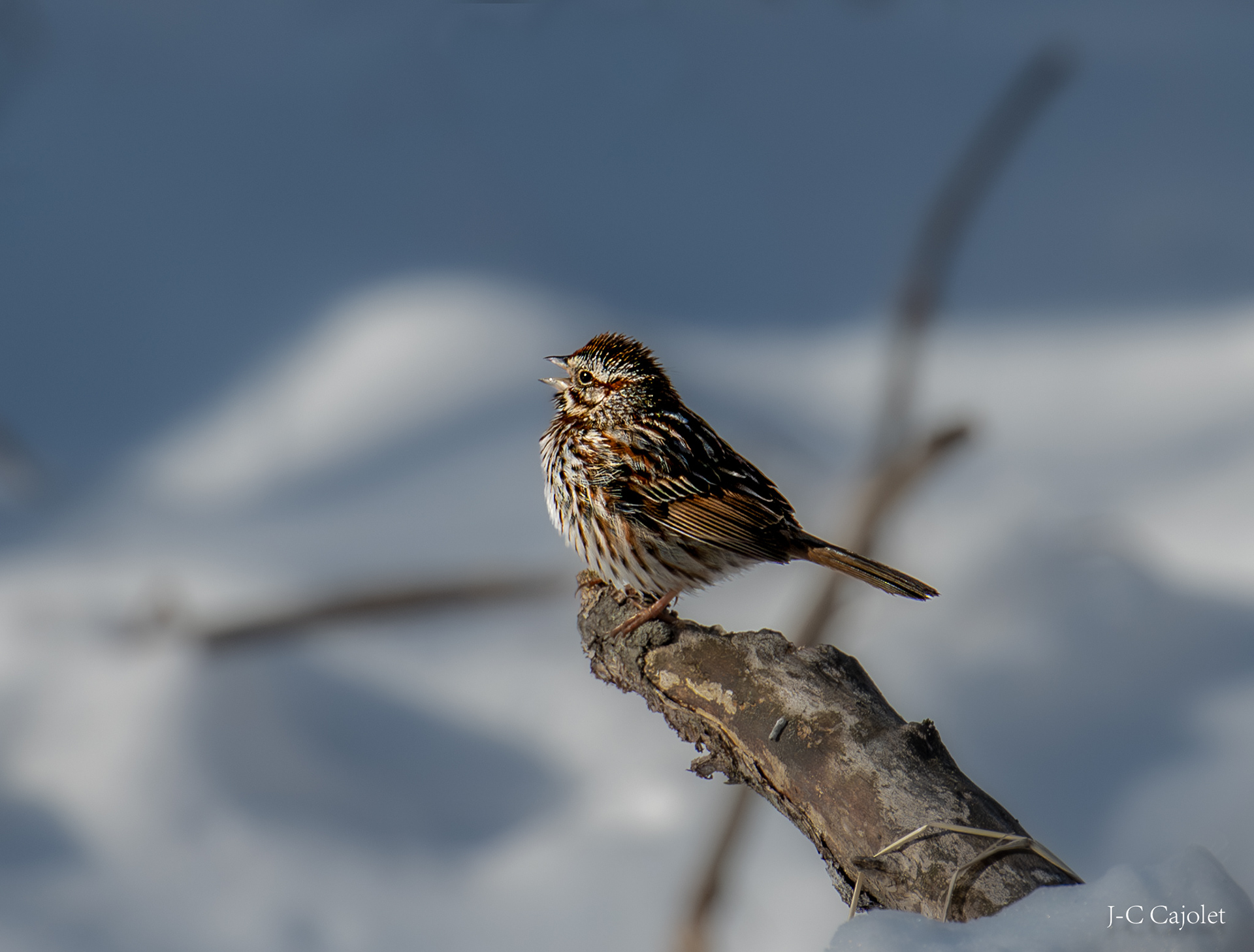 Une chansonnette / A ditty