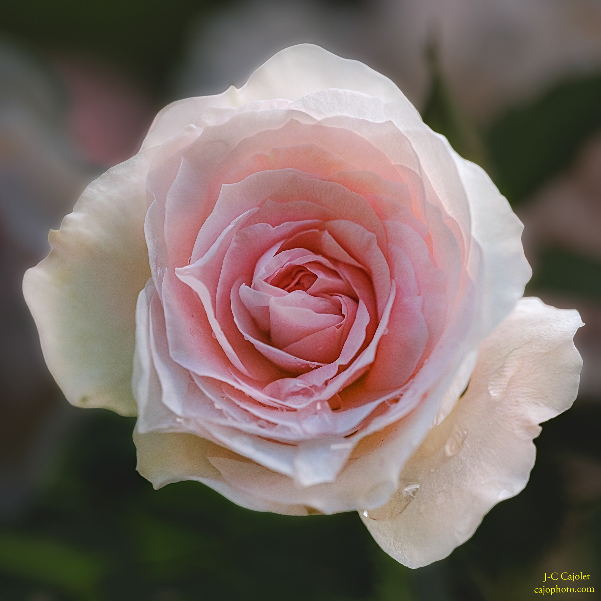 Rose tendre / Tender pink