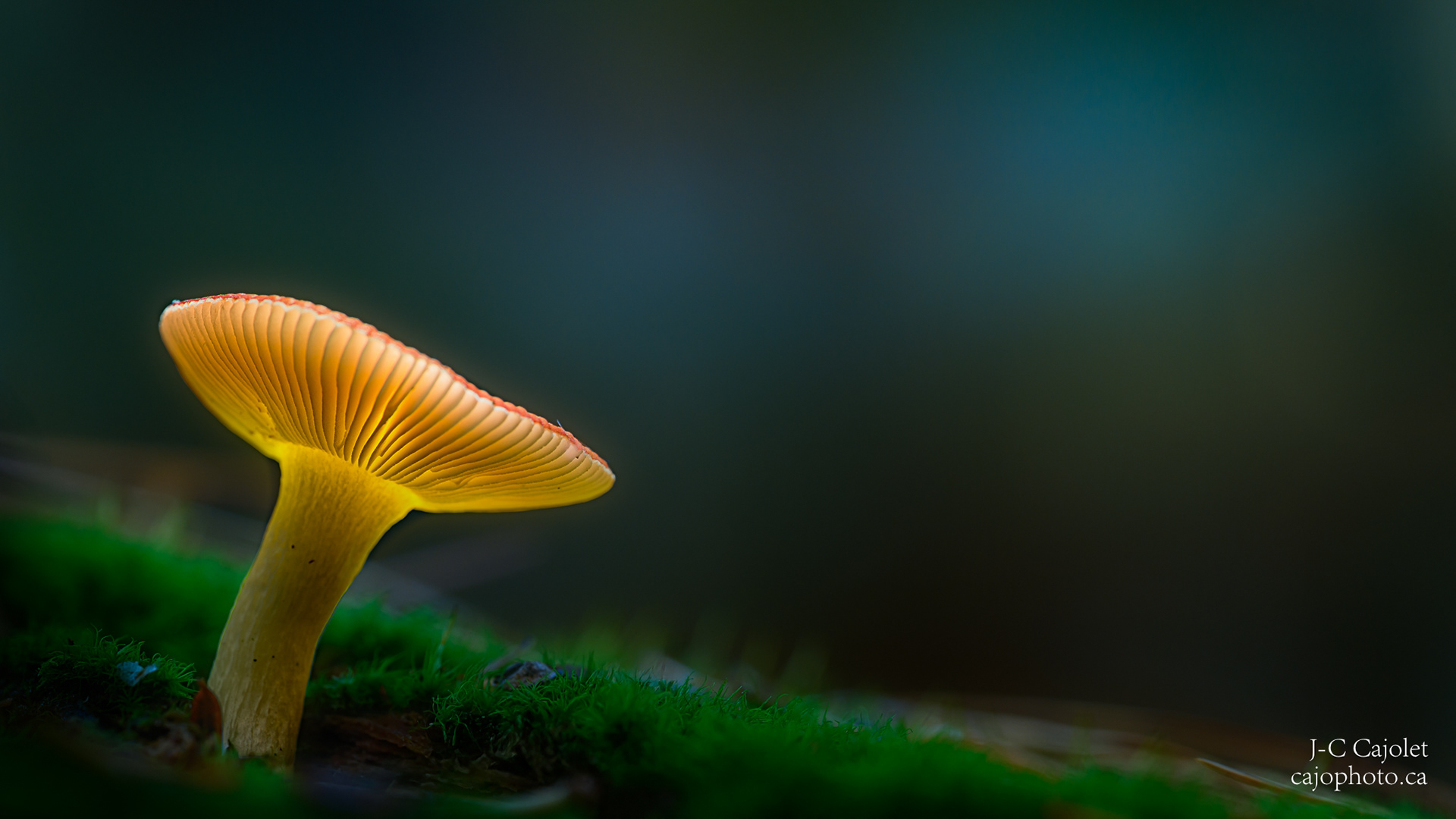 Sentinelle / Sentinel