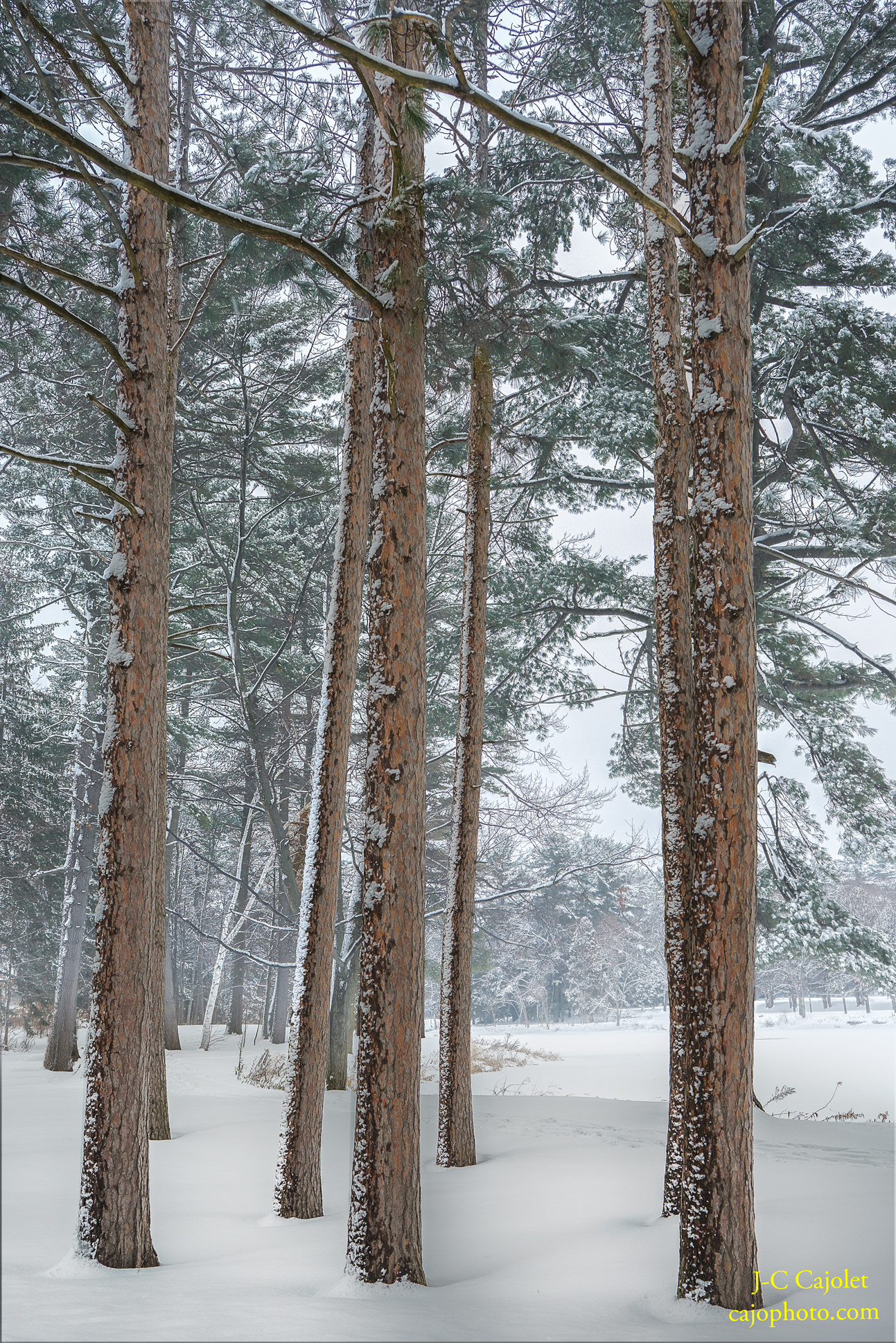 Battu par le vent / Beaten by the wind