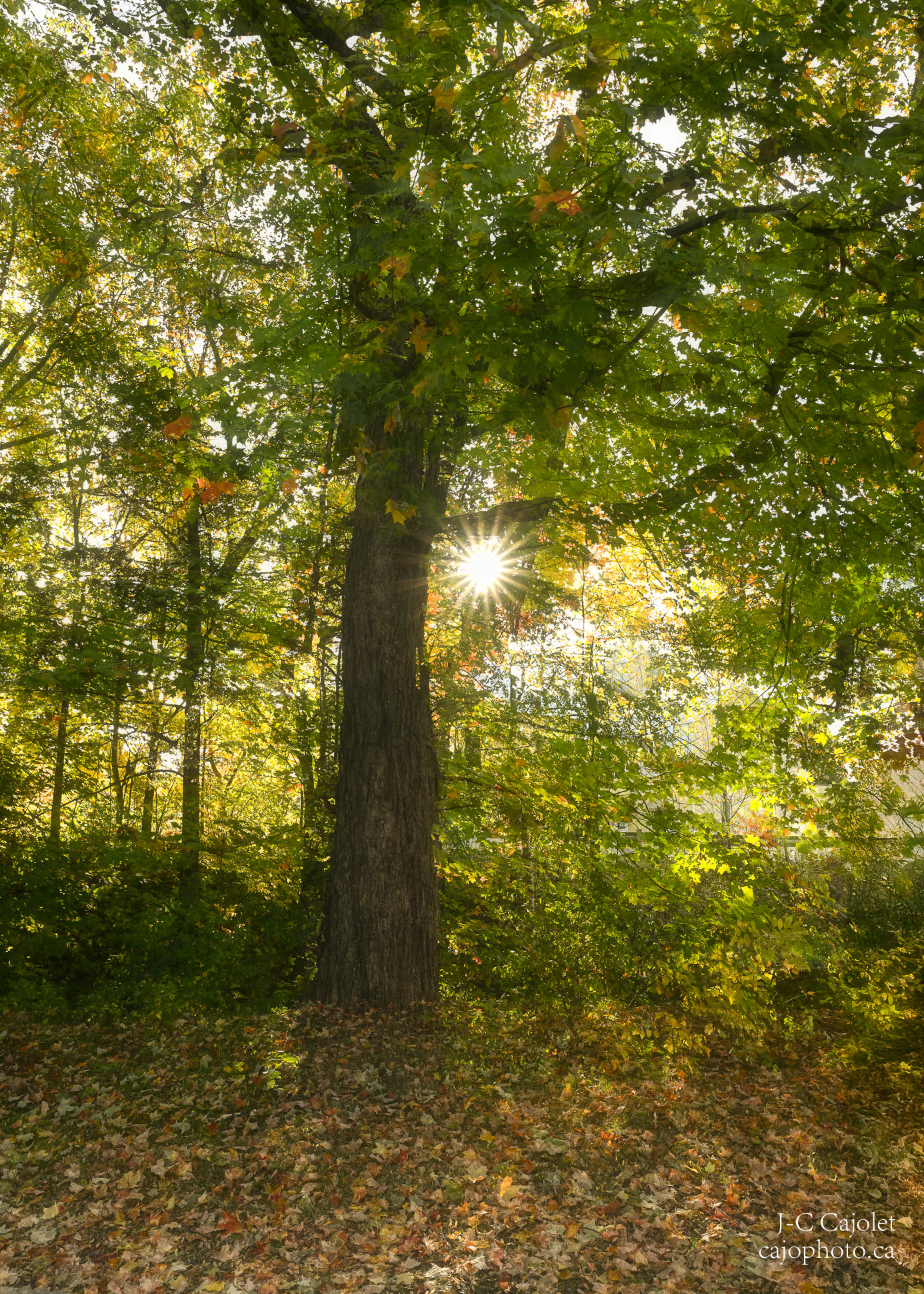 Ça sent l'automne / Autumn smells