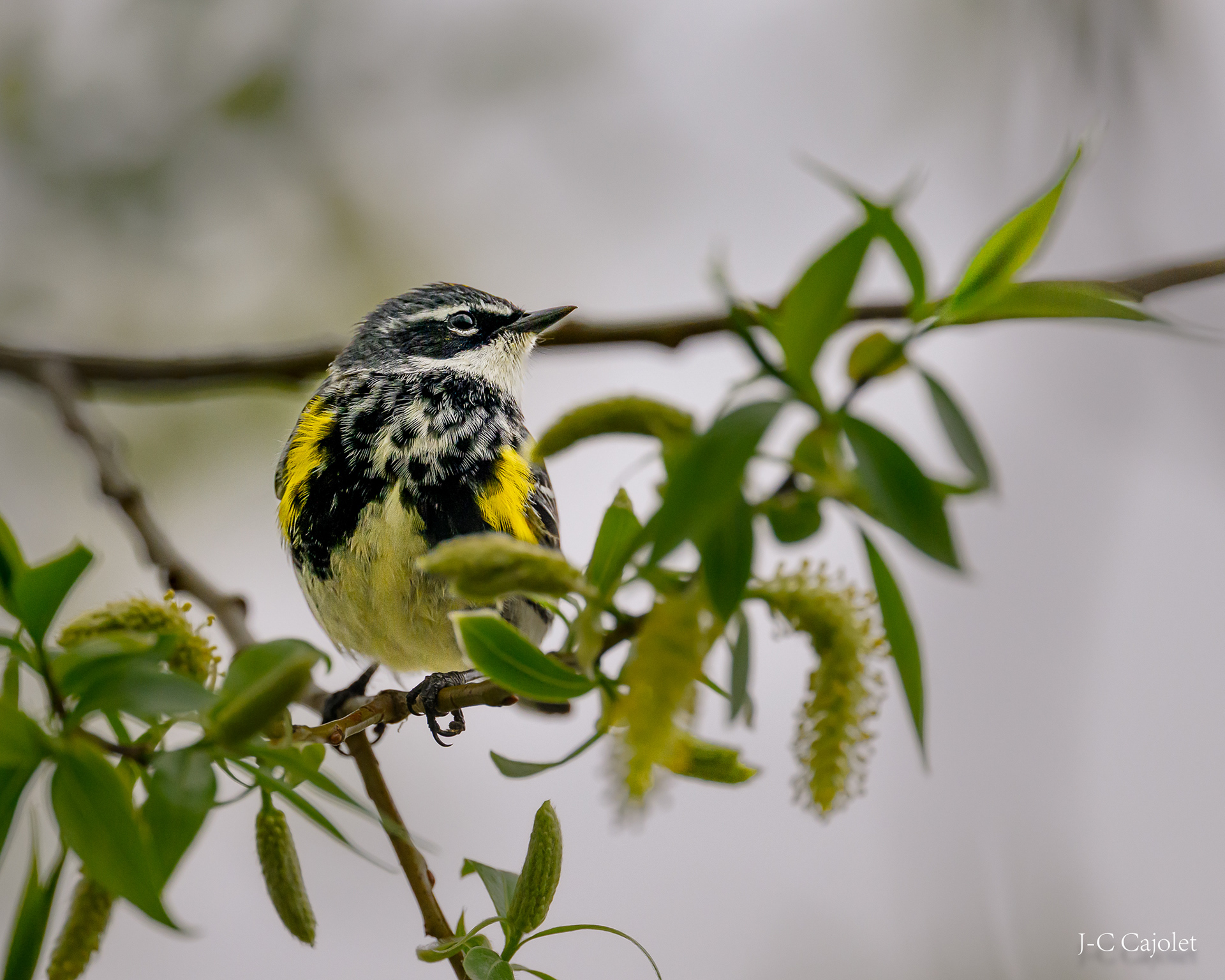 Ne me regarde pas / Don't look at me